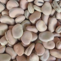 廠家批發云南特產農家自種新貨蠶豆 干蠶豆 油炸炒貨原料五谷雜糧